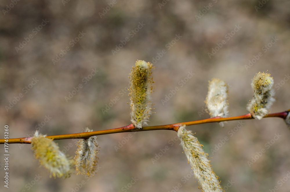 Fototapeta premium Branch of pussywillow (Salix caprea) on spring