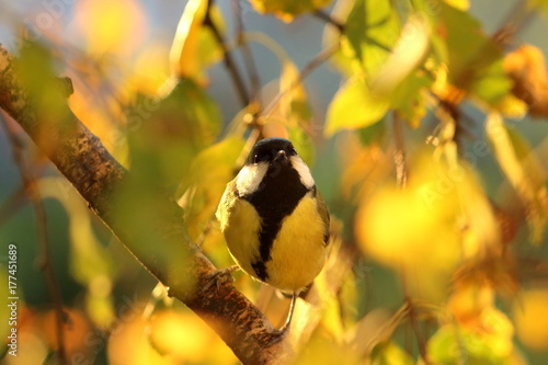 magnificent yellow tit in an autumn light
