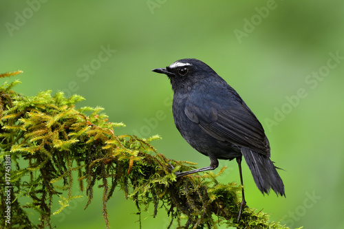 White-browed Shortwing (Brachypteryx montana) beautiful dark blue bird perching on mossy branch over blur green background, exotic natur photo