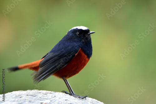 White-capped Water Redstart or River chat (phoenicurus leucocephalus) beautiful black and red bird with white head perching on the rock in the stream over green blur background, fascinated nature