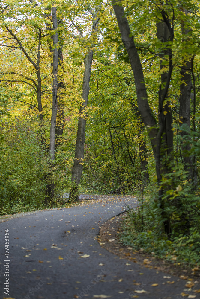 Fototapeta premium path in autumn forest 