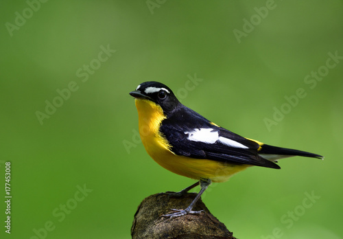 Yellow-rumped, Korean or Tricolor flycatcher (Ficedula zanthopygia) lovely yellow with black wings bird perching on a branch over blur green background, exotic nature
