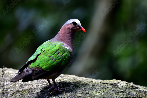 Young Emerald dove (Chalcophaps indica) beautiful green pigeon bird perching on rock ground showing its side wing feathers