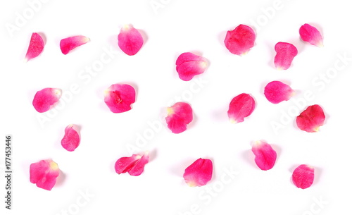 Pink rose petals isolated on white background, top view