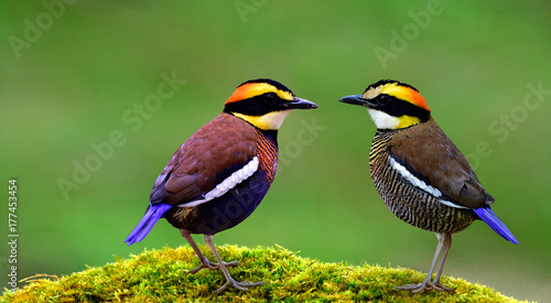 Both female and male of Malayan Banded Pitta (Hydrornis guajana) lovely pair multiple colors birds perching together on green moss ground, exotic creature © prin79