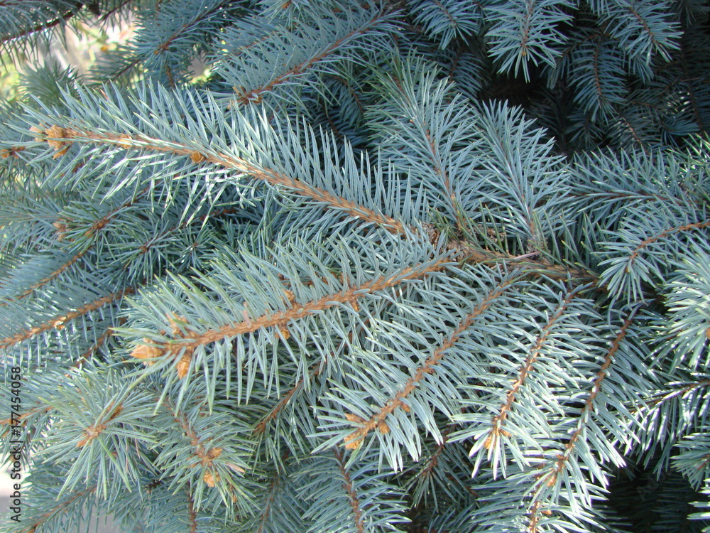 Photos natural background branch blue spruce growing in the park. shallow depth of field