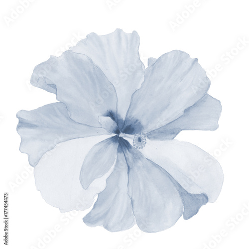 Watercolor hibiscus. Hand painted exotic floral illustration with leaves isolated on white background. Tropic flower for design, print and fabric © Shanserika