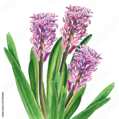 Botanical watercolor illustration of three hyacinthuses on white background. Could be used for web design  polygraphy or textile flower