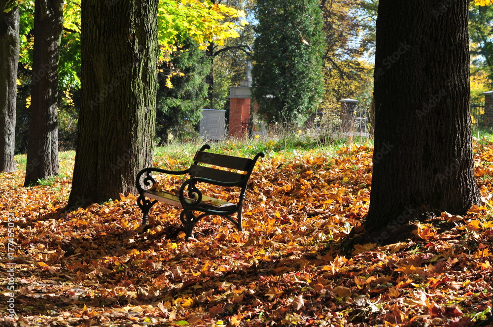 Ławka w parku jesienią złote żółte brązowe liście