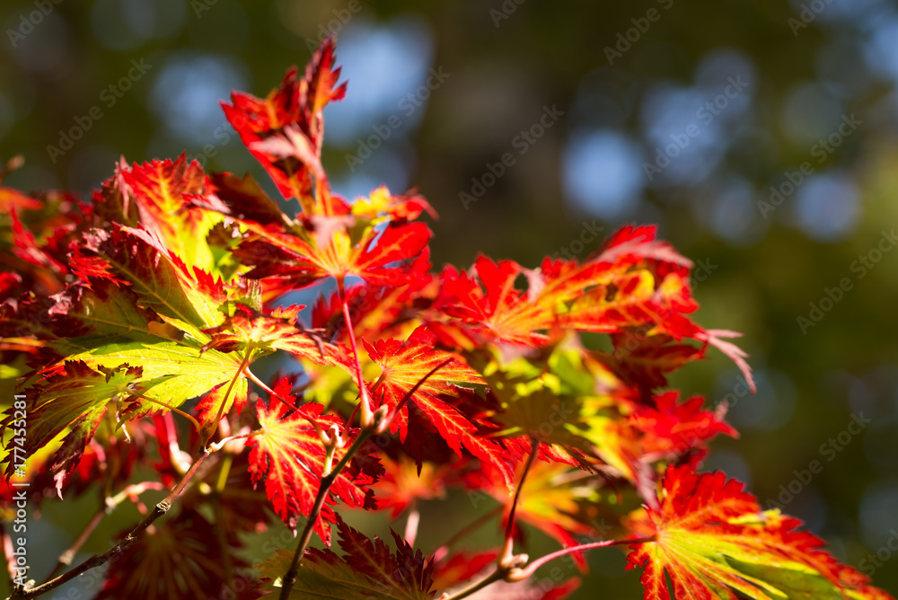 Brightly colored autumn coloured acer leaves background Brightly colored autumn coloured acer leaves background