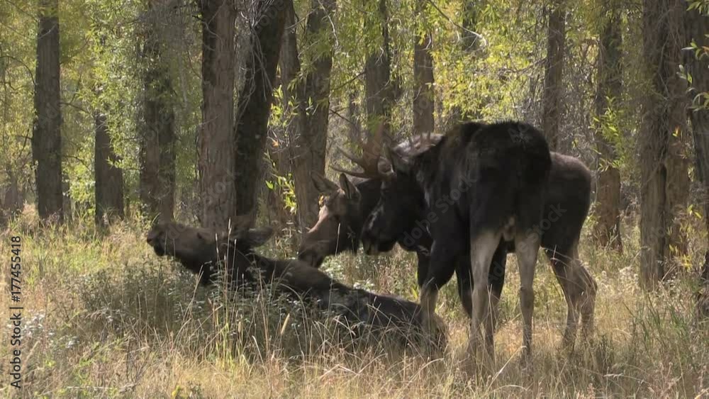 Bull and Cow Shiras Moose Rutting Bull and Cow Shiras Moose Rutting