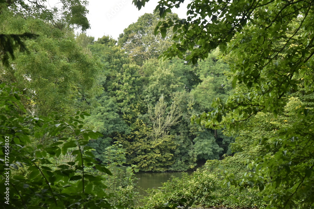 Feuillage dense de la forêt de Soignes au début de l'automne Feuillage dense de la forêt de Soignes au début de l'automne