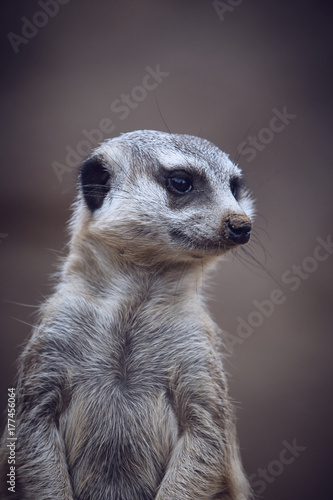 cute meerkats © quadxeon