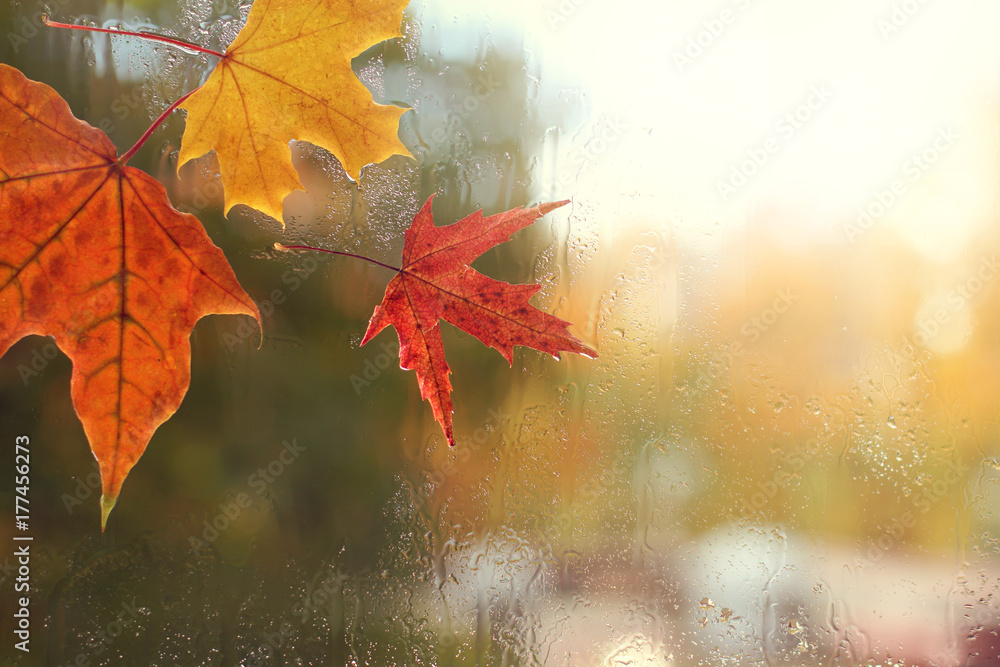 autumn weather outside the window/ red and yellow maple leaves and raindrops on the glass  - obrazy, fototapety, plakaty 