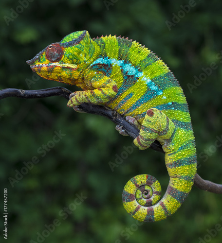 Panther chameleon Furcifer pardalis Ambilobe 2 years old endemic from madagascar
