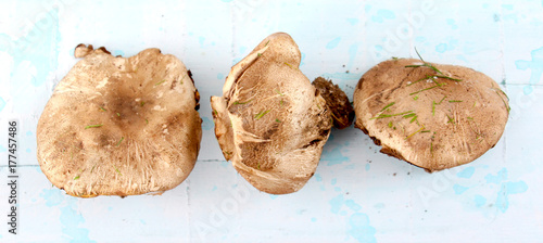 brown mushroom photograped in studio