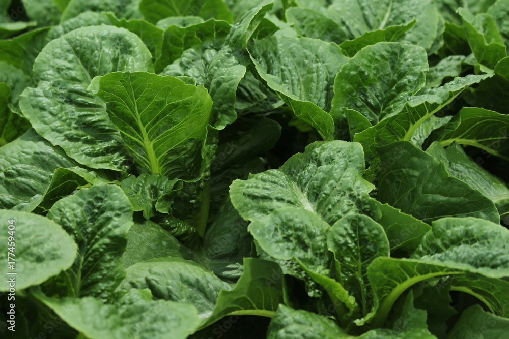 LettuceArtShot LettuceArtShot