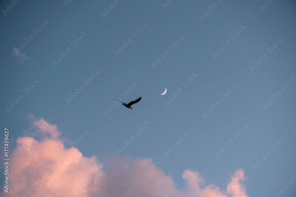 Beautiful mood in the blue summer sunset sky with some fluffy pink clouds and flying seagull