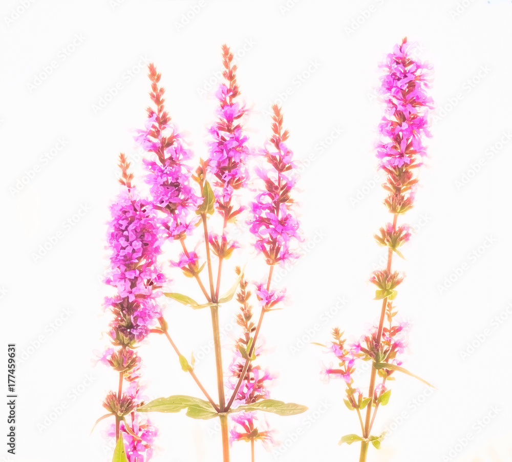 Obraz premium Pink flowers on white background