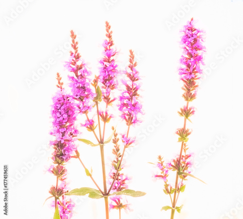 Pink flowers on white background