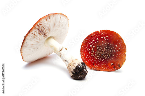 toadstools on a white background