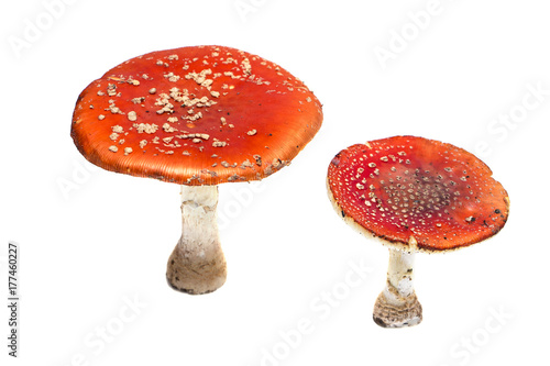 toadstools on a white background