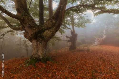 Autumn forest in a autumn foggy day