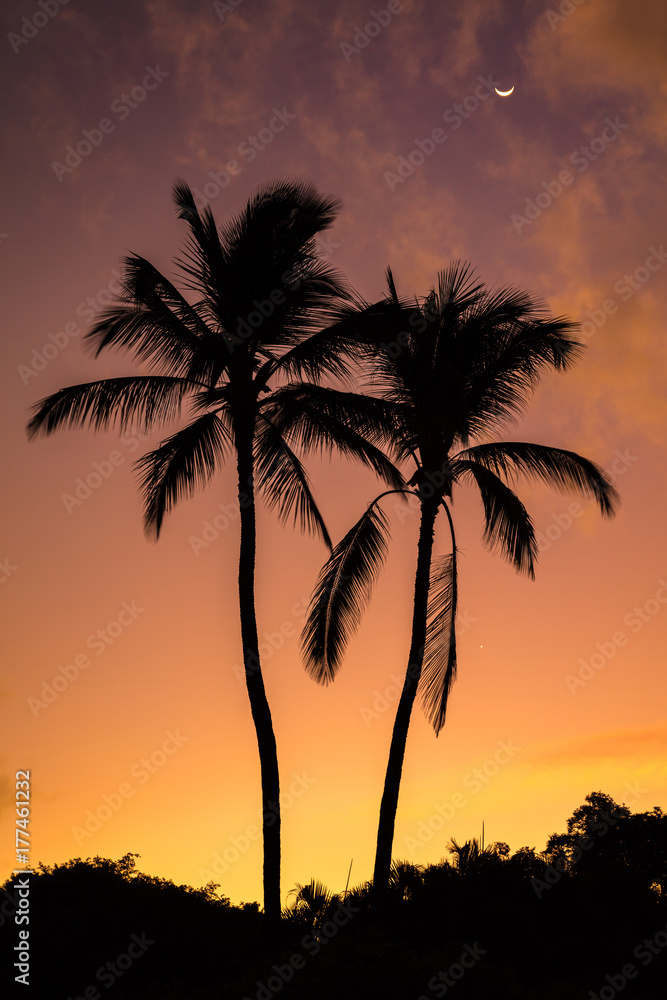 Two Palms Sunrise from Secret beach on the tropical island of Maui, Hawaii. Silhouette of two palm trees, a colorful sky and the moon