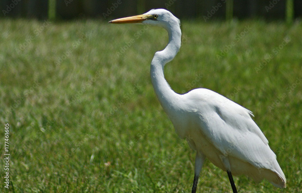 Snowy Egret walking in a field Snowy Egret walking in a field
