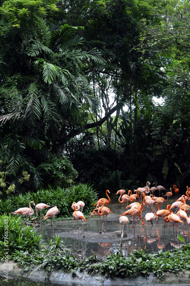 Naklejka premium pink flamingos and asia jungle