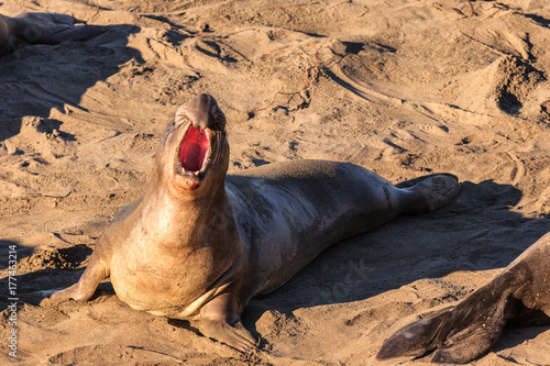 An elephant seal sounds out in defiance at Elephant Seal Beach, California