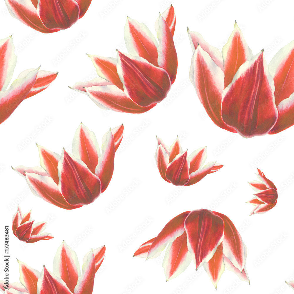 Red tulip flower on white background. Seamless watercolor pattern Red tulip flower on white background. Seamless watercolor pattern