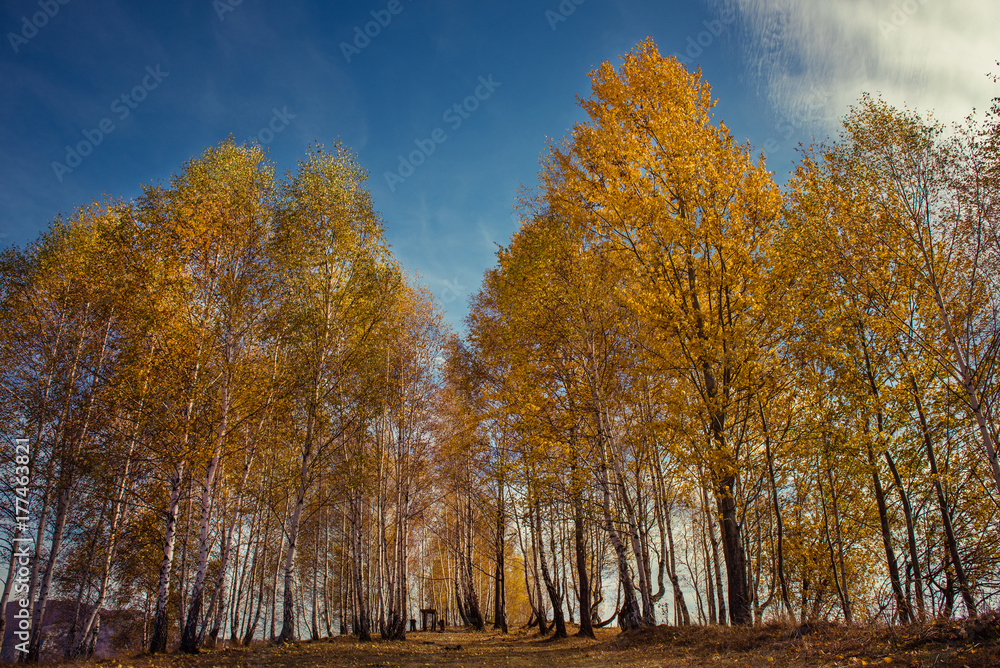 Fototapeta premium Mountain autumn landscape with yellow birch trees