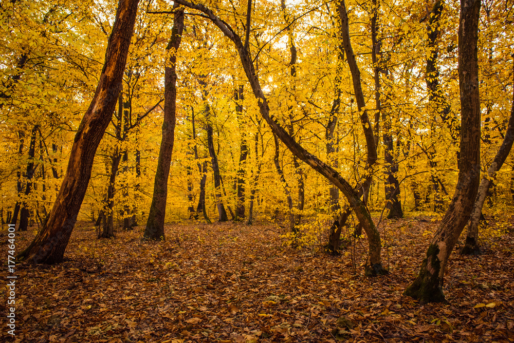 Autumn landscape with yellow forest