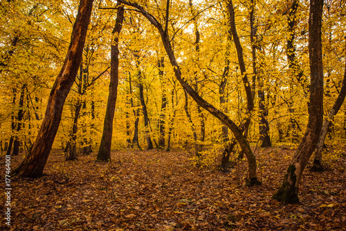 Autumn landscape with yellow forest
