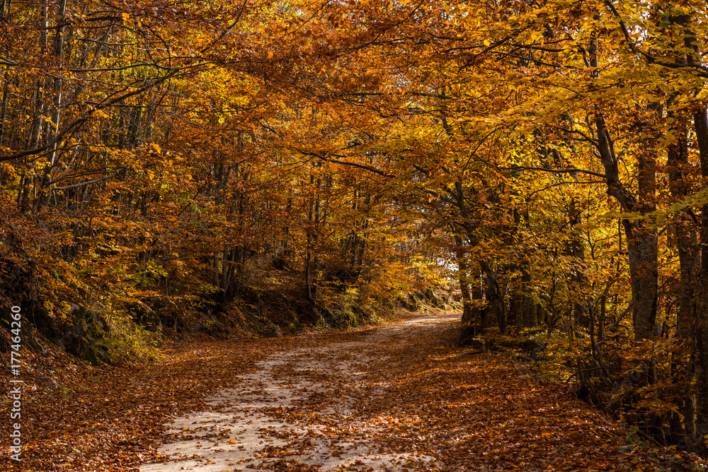 Fototapeta premium Rural autumn landscape with a dirt road