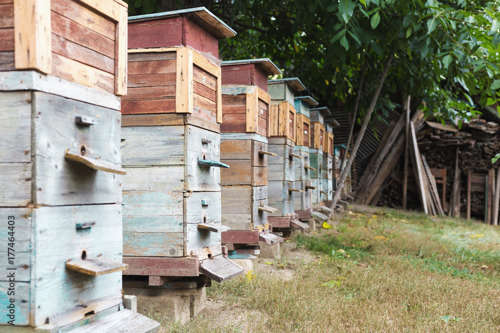 colored wooden beehives - honey bees flying around wooden beehives colored wooden beehives - honey bees flying around wooden beehives