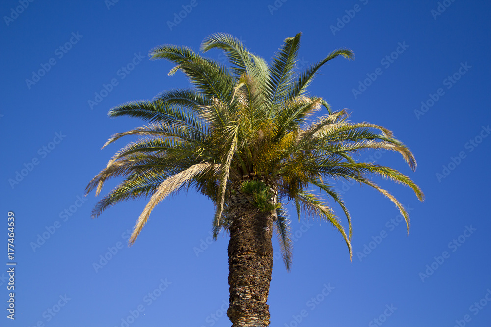 Croatian Palm Tree