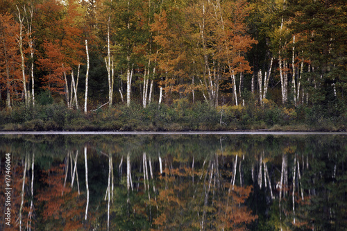 paper canoe white birch trees in autumn foliage reflected across lake pond water surface