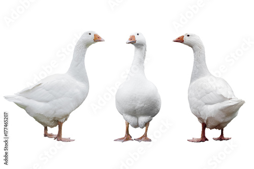 Three geese isolated