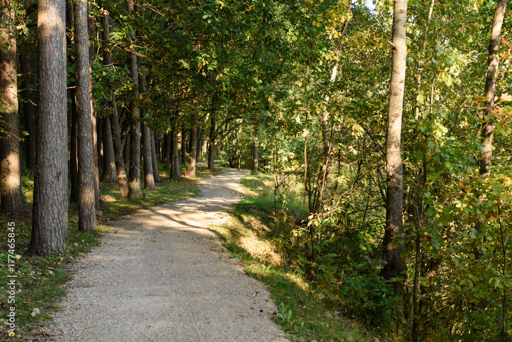 Naklejka premium empty road in the countryside in autumn leading to mountains
