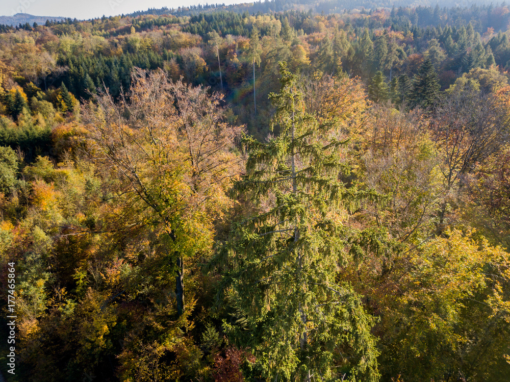 Fototapeta premium Aerial view of forest in fall, colorful trees