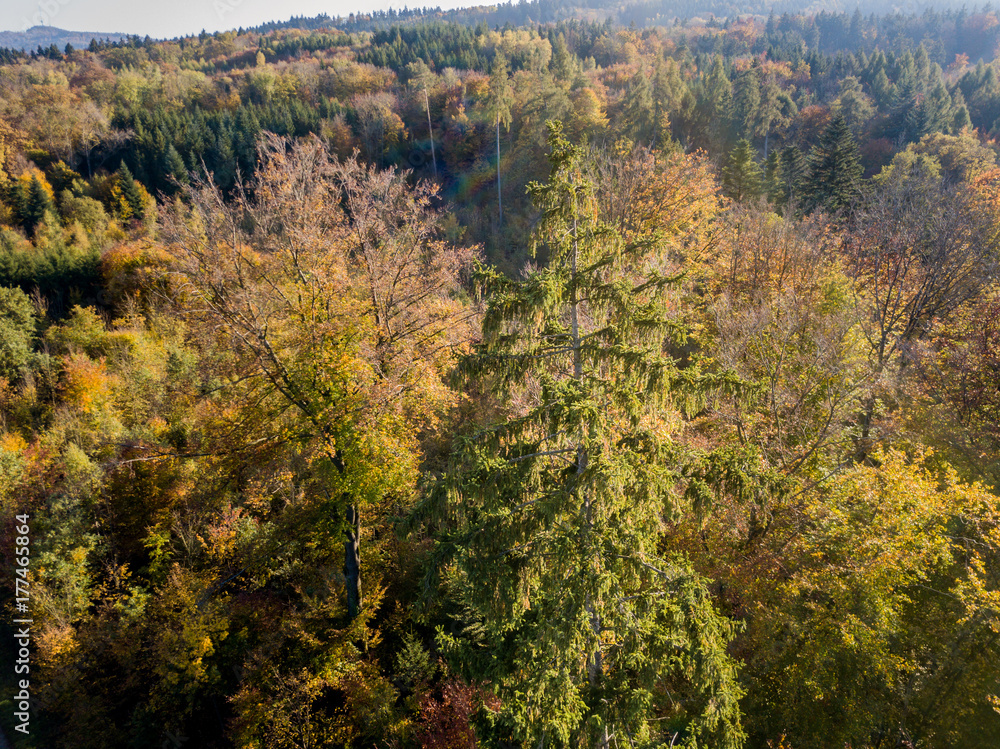 Aerial view of forest in fall, colorful trees