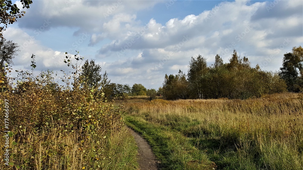 Obraz premium jesień droga drzewa wieś