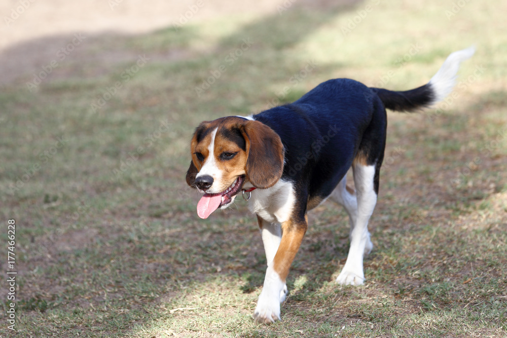 Young Beagle