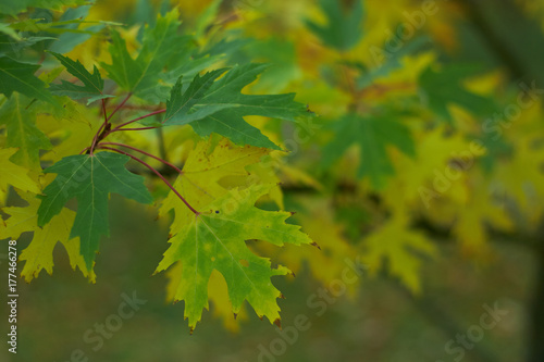  canadian maple leaves green and yellow