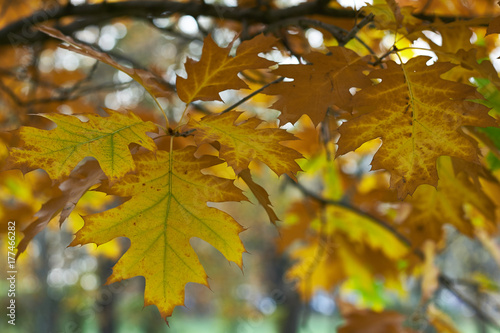 oak leaves on a branch
