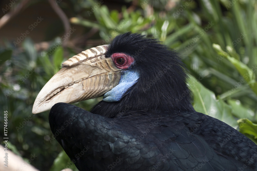 Hornbill bird in the zoo Hornbill bird in the zoo