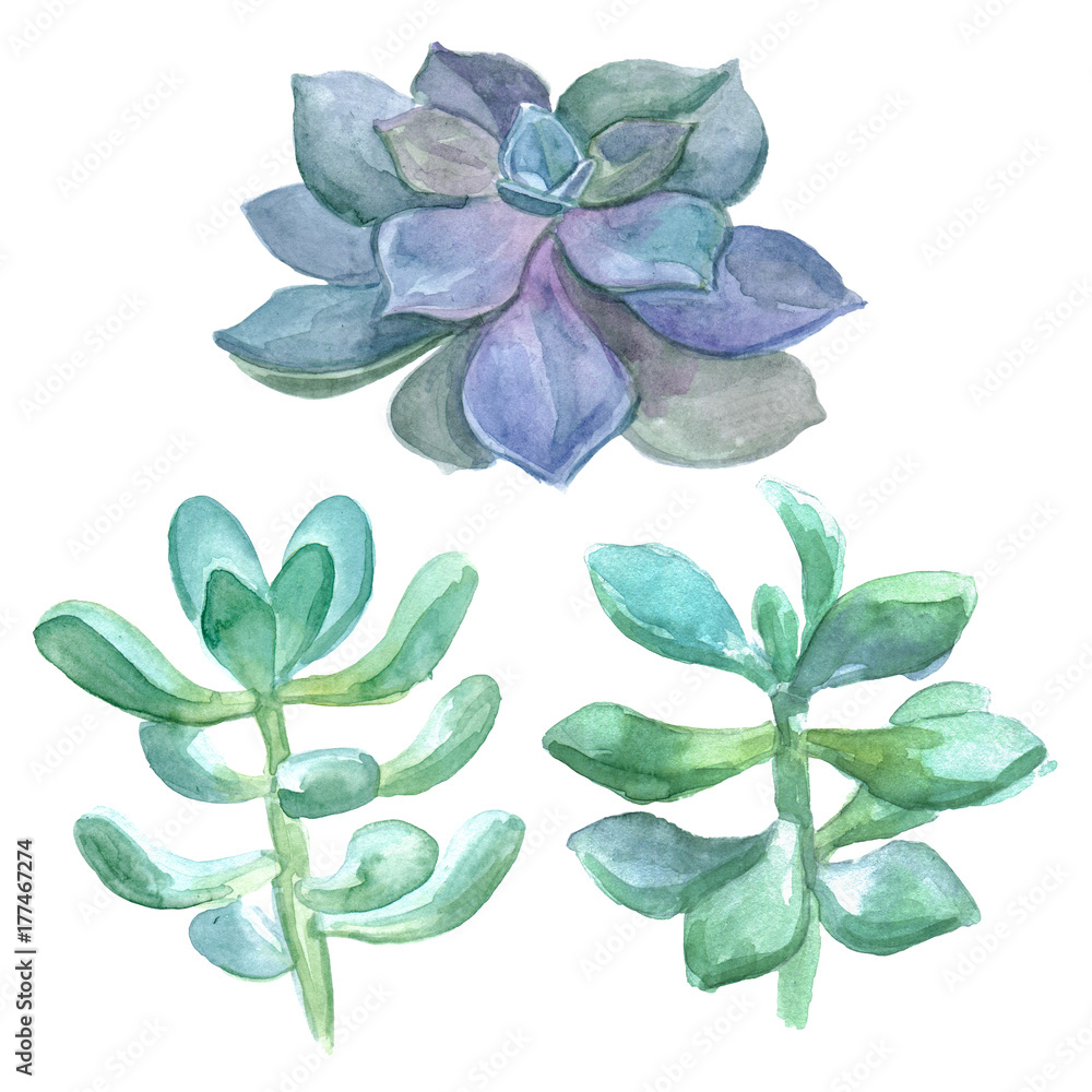 Obraz premium Watercolor set with succulents. Hand drawn illustration