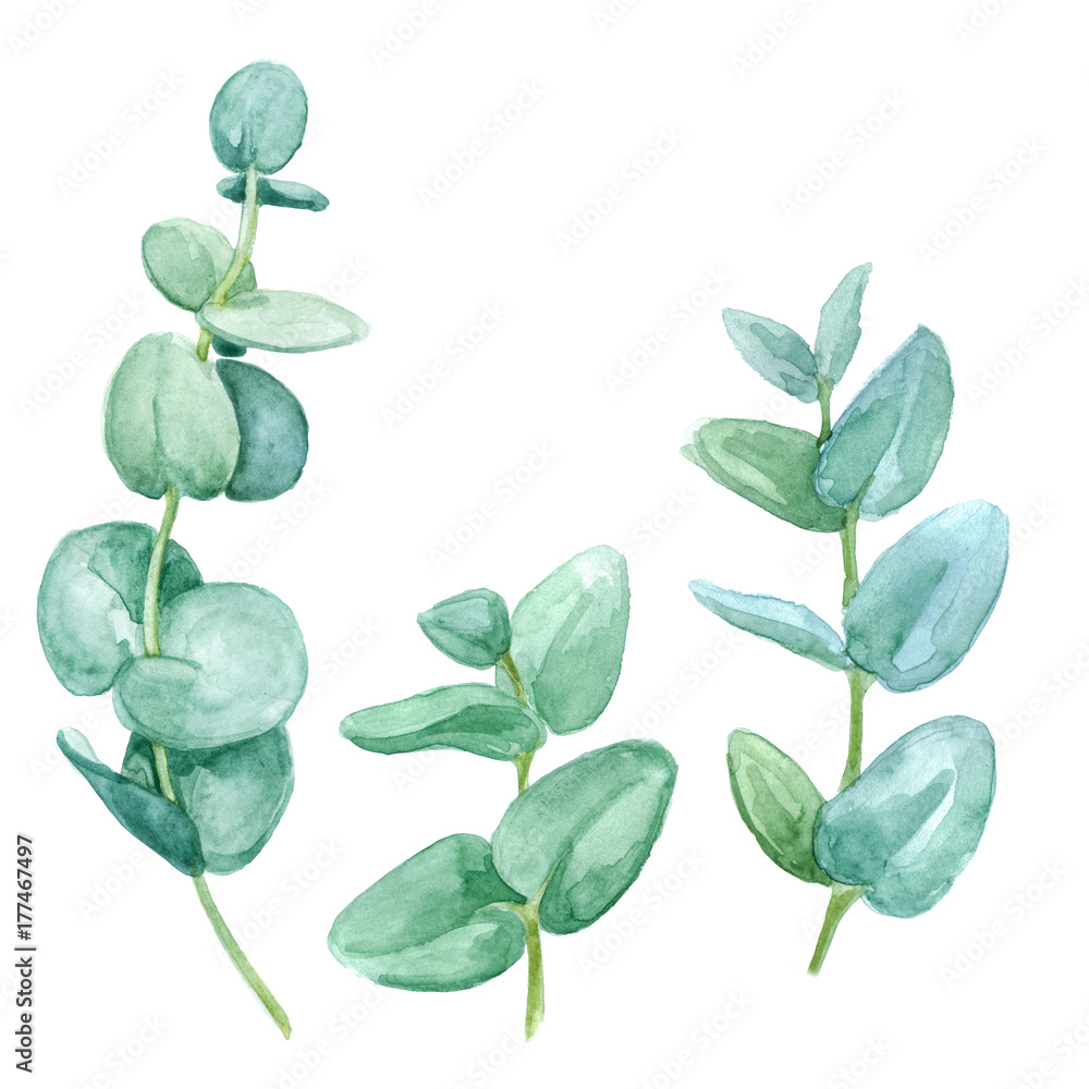Obraz premium Green leaves eucalyptus on white background